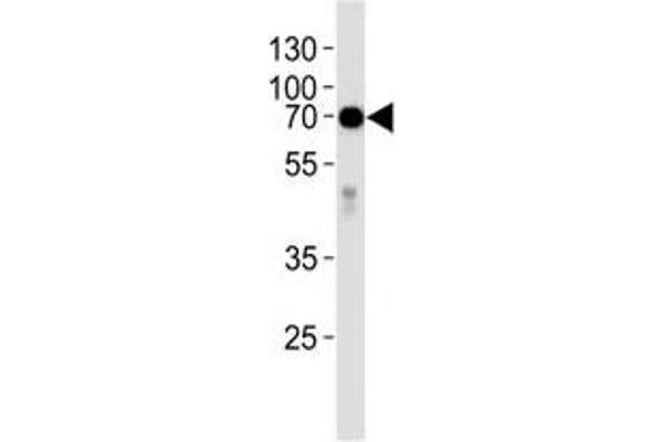 Alkaline Phosphatase anticorps  (AA 274-304)