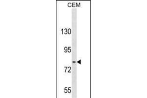 TGFBR Antibody (C-term) 3395b western blot analysis in CEM cell line lysates (35 μg/lane). (TGFBRAP1 antibody  (C-Term))