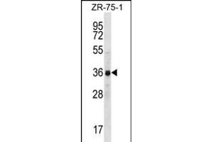 CCNYL2 Antibody (Center) (ABIN656247 and ABIN2845564) western blot analysis in ZR-75-1 cell line lysates (35 μg/lane). (CCNYL2 antibody  (AA 162-191))