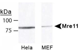 Image no. 1 for anti-MRE11 Meiotic Recombination 11 Homolog A (S. Cerevisiae) (MRE11A) antibody (ABIN363310) (Mre11 antibody)