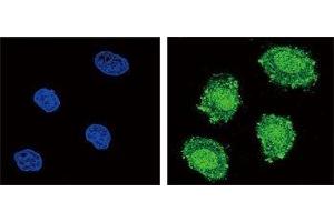 Confocal immunofluorescent analysis of SOCS1 antibody with 293 cells followed by Alexa Fluor 488-conjugated goat anti-rabbit lgG (green). (SOCS1 antibody  (AA 35-66))