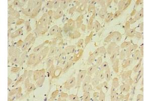 Immunohistochemistry of paraffin-embedded human heart tissue using ABIN7173155 at dilution of 1:100 (TMEM222 antibody  (AA 77-164))