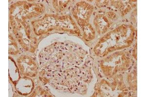 IHC image of ABIN7140036 diluted at 1:200 and staining in paraffin-embedded human kidney tissue performed on a Leica BondTM system. (Paxillin antibody  (AA 28-45))