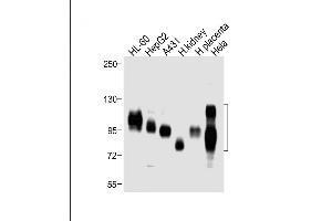 All lanes : Anti-SLC3A2 Antibody (C-term) at 1:4000 dilution Lane 1: HL-60 whole cell lysate Lane 2: HepG2 whole cell lysate Lane 3: A431 whole cell lysate Lane 4: Human kidney lysate Lane 5: Human placenta lysate Lane 6: Hela whole cell lysate Lysates/proteins at 10 μg per lane.