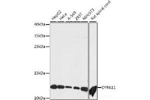 Western blot analysis of extracts of various cell lines using DYNLL1 Polyclonal Antibody at dilution of 1:500. (DYNLL1 antibody)