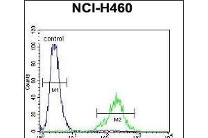 C Antibody (N-term) (ABIN655105 and ABIN2844737) flow cytometric analysis of NCI- cells (right histogram) compared to a negative control cell (left histogram). (C12ORF29 antibody  (N-Term))
