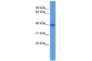 WB Suggested Anti-B3gat2 Antibody Titration:  0. (B3GAT2 antibody  (C-Term))