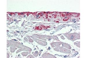 Immunohistochemistry with Small intestine tissue at an antibody concentration of 5µg/ml using anti-POSTN antibody (ARP41570_P050) (Periostin antibody  (N-Term))