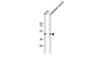 All lanes : Anti-CCR1 Antibody (N-term) at 1:2000 dilution Lane 1:  whole cell lysates Lane 2: human skeletal muscle lysates Lysates/proteins at 20 μg per lane. (CCR1 antibody  (N-Term))
