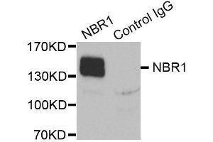 Immunoprecipitation (IP) image for anti-Neighbor of BRCA1 Gene 1 (NBR1) antibody (ABIN1680974) (NBR1 antibody)