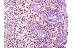 Formalin-fixed and paraffin embedded mouse embryo labeled with Anti-Stella/DPPA3 Polyclonal Antibody, Unconjugated (ABIN1713577) at 1:200 followed by conjugation to the secondary antibody and DAB staining (DPPA3 antibody  (AA 101-159))