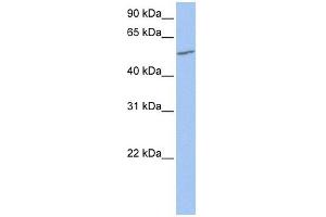 UGT2A3 antibody used at 1 ug/ml to detect target protein. (UGT2A3 antibody  (N-Term))
