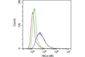 Flow cytometry testing of human HeLa cells with CD58 antibody at 1ug/10^6 cells (cells blocked with goat sera)