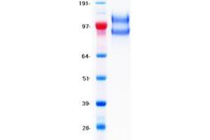 Validation with Western Blot (CD45 Protein (Transcript Variant 1) (DYKDDDDK-His Tag))