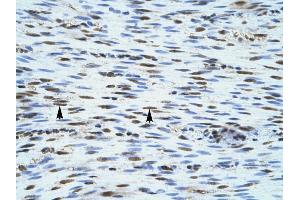 Human Smooth Muscle (NLRC4 antibody  (C-Term))