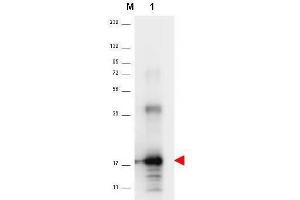 Western blot using  anti-Human IL-33 antibody shows detection of a band ~18 kDa in size corresponding to recom-binant human IL-33 (lane 1). (IL-33 antibody)