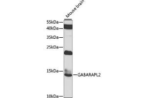 Western blot analysis of extracts of mouse brain, using G antibody (ABIN6129967, ABIN6140880, ABIN6140881 and ABIN6223736) at 1:1000 dilution. (GABARAPL2 antibody  (AA 1-117))
