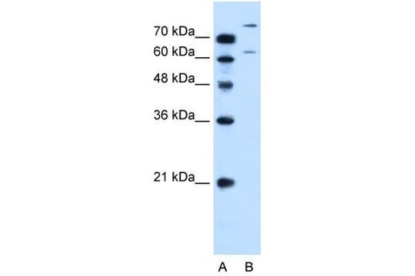 SLC26A1 antibody
