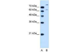 SLC26A1 antibody used at 0.