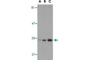 Western blot analysis of ATG10 in SK-N-SH cell lysate with ATG10 polyclonal antibody  at (A) 0. (ATG10 antibody  (C-Term))
