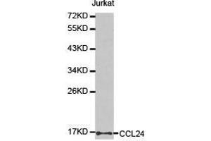 Western Blotting (WB) image for anti-Chemokine (C-C Motif) Ligand 24 (CCL24) antibody (ABIN1871517) (CCL24 antibody)