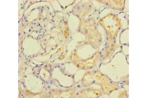 Immunohistochemistry of paraffin-embedded human kidney tissue using ABIN7166648 at dilution of 1:100 (ACOT6 antibody  (AA 1-207))