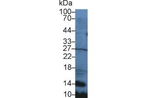 Detection of SLC in Mouse Spleen lysate using Polyclonal Antibody to Secondary Lymphoid Tissue Chemokine (SLC) (CCL21 antibody  (AA 5-130))