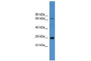 WB Suggested Anti-HMGB1 Antibody Titration: 0. (HMGB1 antibody  (N-Term))