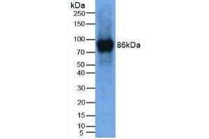 Figure. (LOXL2 antibody  (AA 53-160))