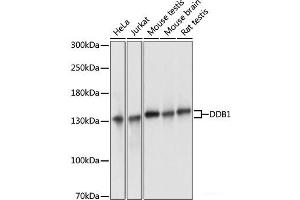 Western blot analysis of extracts of various cell lines using DDB1 Polyclonal Antibody at dilution of 1:3000. (DDB1 antibody)