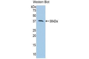 Western Blotting (WB) image for anti-Calpain 1 (CAPN1) (AA 387-694) antibody (ABIN3205754) (CAPN1 antibody  (AA 387-694))