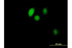 Immunofluorescence of purified MaxPab antibody to BOLA1 on HeLa cell. (BOLA1 antibody  (AA 1-137))