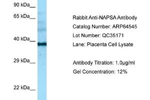 Western Blotting (WB) image for anti-Napsin A Aspartic Peptidase (NAPSA) (Middle Region) antibody (ABIN2789872) (NAPSA antibody  (Middle Region))