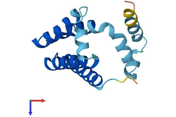 GOLT1B Protein (AA 1-138) (His tag)