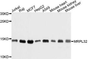 Western blot analysis of extracts of various cell lines, using MRPL32 antibody. (MRPL32 antibody  (AA 19-188))