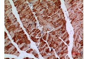 Immunohistochemistry (IHC) analysis of paraffin-embedded Mouse Muscle, antibody was diluted at 1:100. (Amphiphysin antibody  (C-Term))