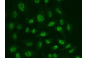 Immunofluorescence analysis of A549 cells using POLR2E Polyclonal Antibody (POLR2E antibody)