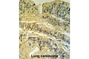 Immunohistochemistry (IHC) image for anti-FK506 Binding Protein 2, 13kDa (FKBP2) antibody (ABIN3002777) (FKBP2 antibody)