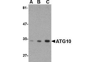 Western Blotting (WB) image for anti-Autophagy Related 10 (ATG10) (C-Term) antibody (ABIN1030262) (ATG10 antibody  (C-Term))