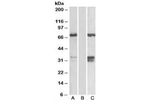 Western blot of HEK293 lysate over expressing human FOXC2-FLAG probed with FOXC2 antibody (0. (FOXC2 antibody)