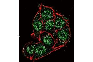 Confocal immunofluorescent analysis of PDK4 Antibody (Center D98) f with Hela cell followed by Alexa Fluor 488-conjugated goat anti-rabbit lgG (green). (PDK4 antibody  (AA 83-111))
