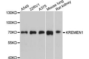 Western blot analysis of extracts of various cell lines, using KREMEN1 antibody (ABIN4904179) at 1:1000 dilution.