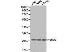 Western Blotting (WB) image for anti-Proteasome Subunit Alpha Type 3 (PSMA3) antibody (ABIN1874365) (PSMA3 antibody)