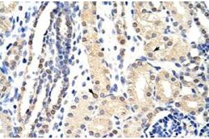 Immunohistochemical staining (Formalin-fixed paraffin-embedded sections) of human kidney with EXOSC3 polyclonal antibody  at 4-8 ug/mL working concentration. (EXOSC3 antibody  (C-Term))