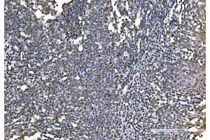 IHC analysis of Histone H1. (Histone H1 antibody  (AA 20-159))