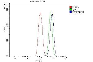 Flow Cytometry analysis of THP-1 cells using anti-PTBP2 antibody (ABIN7599454). (PTBP2 antibody  (AA 1-504))