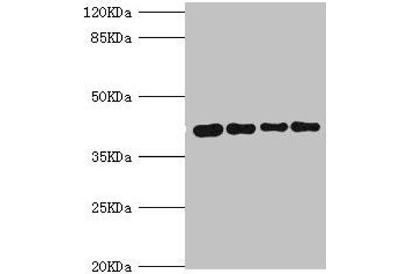 SEPHS1 Antikörper  (AA 1-392)