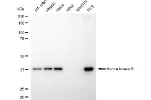 Western blotting analysis using aurora kinase B antibody (ABIN7797704).