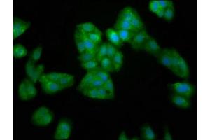 Immunofluorescence staining of HepG2 cells with ABIN7169341 at 1:200, counter-stained with DAPI. (SERPINB4 antibody  (AA 128-208))
