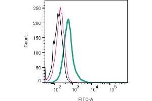 anti-Solute Carrier Family 1 Member 5 (SLC1A5) (2nd Extracellular Loop), (AA 202-217) antibody (FITC)